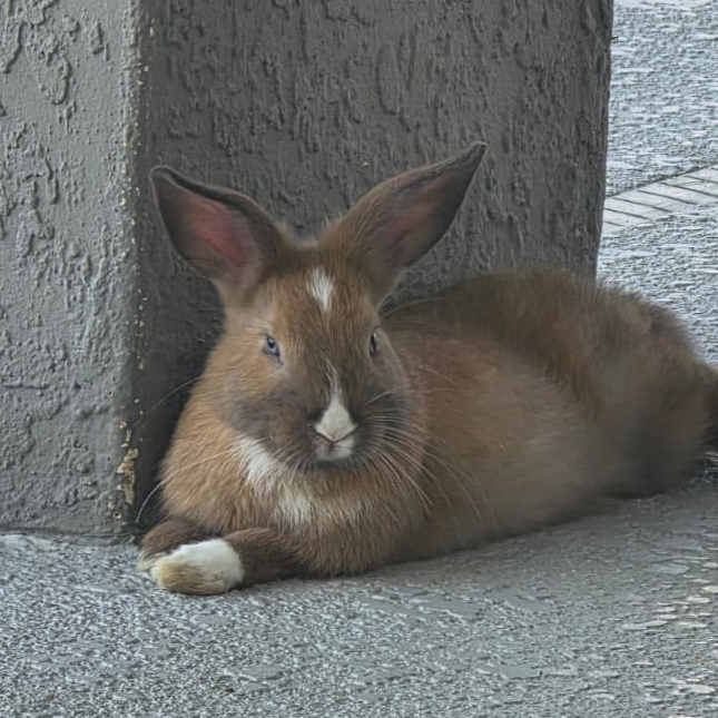 Close-up photo of Caramel, the real brown rabbit who inspired the guide