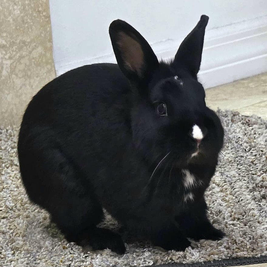 Close-up photo of Oreo, the real black rabbit who inspired the guide